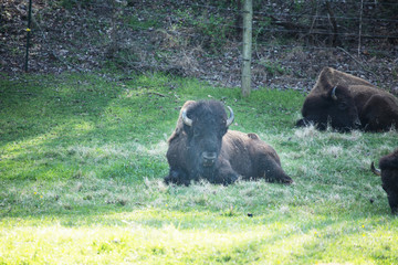 Buffalo lying in green grass near Smoky Mountains Tennessee