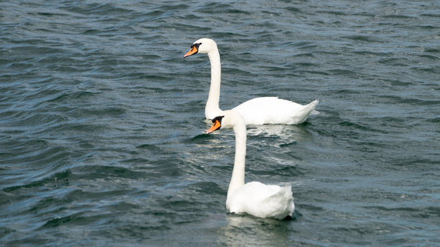 Schw&auml;ne auf einem See