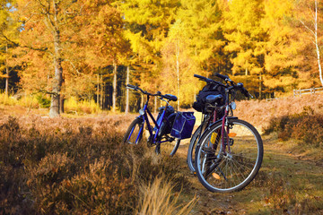 Bicycles on a forest road in autumn