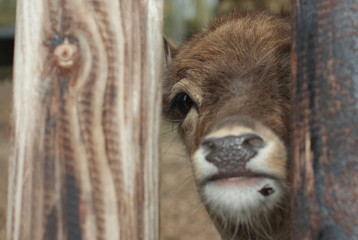 Fototapeta premium A walk in the Amsterdam Forest