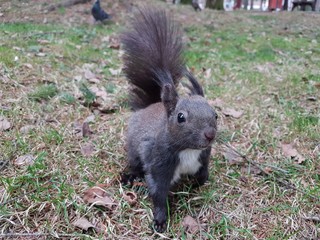 Curious grey squirrel in the park