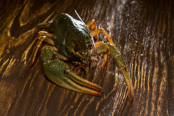 Live crawfish on a wooden board