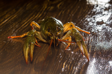 Live crawfish on a wooden board