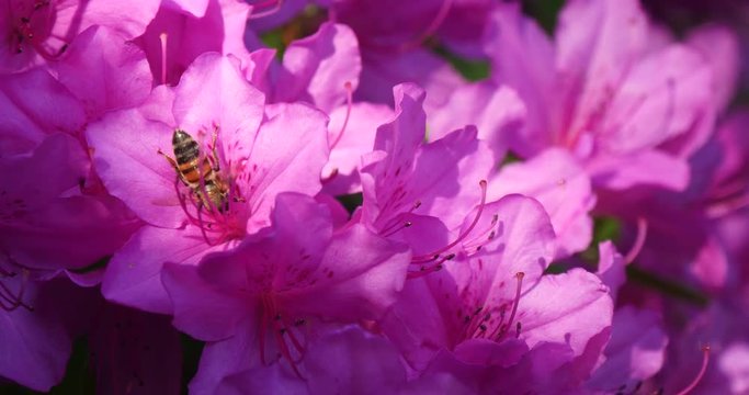 Changing sun light over the azalea flower with busy Honey bee