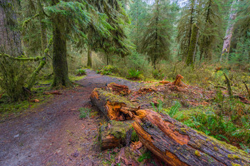Huge logs overgrown with green moss lie in the forest. Hoh Rain Forest is one of the largest temperate rainforests in the USA. Hoh Rain Forest, Olympic National Park, Washington state, USA