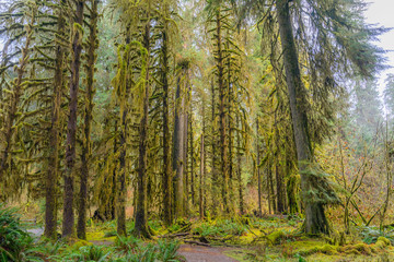 Obraz premium The Olympic Peninsula is home for gorgeous rain forests. Hoh Rain Forest, Olympic National Park, Washington state, USA