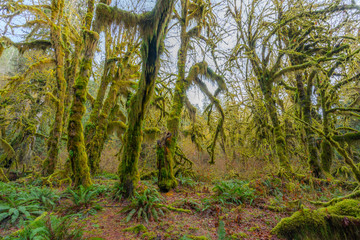 Green thickets in the forest of old-growth trees. Beautiful ferns grow between huge trees in temperate rain forests. Hoh Rain Forest, Olympic National Park, Washington state, USA