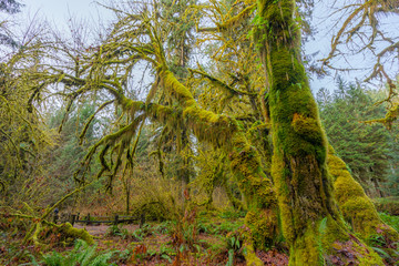 Obraz na płótnie Canvas Green thickets in the forest of old-growth trees. Beautiful ferns grow between huge trees in temperate rain forests. Hoh Rain Forest, Olympic National Park, Washington state, USA