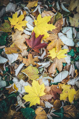 Colorful autumn leaves on the ground