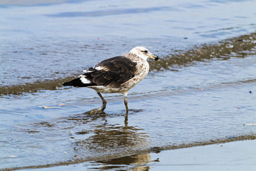 Petrel Bird Wading in the Shallows of Harbor