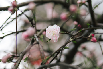 Sakura, Spring time in Tokyo