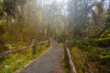 The Olympic Peninsula is home for gorgeous rain forests. Hoh Rain Forest, Olympic National Park, Washington state, USA