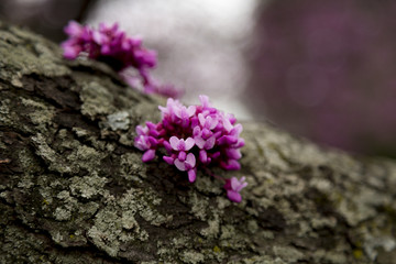 Spring Purple Flower