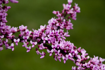 Fototapeta na wymiar Spring Purple Flower