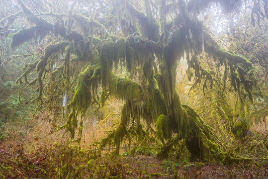 Fototapeta A path in the fairy green forest. The forest along the trail is filled with old temperate trees covered in green and brown mosses. Hoh Rain Forest, Olympic National Park, Washington state, USA