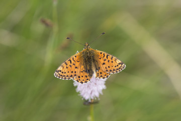balkan fritillary (boloria graeca), Maritime Alps, France.