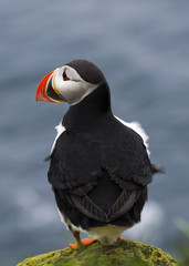 The puffin