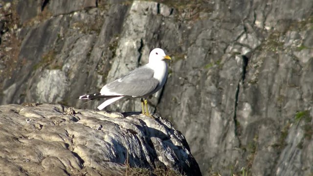 Sea grey Seagull sitting on the rocks. Scene with birds gulls in the wild. Mountainous coastal terrain.