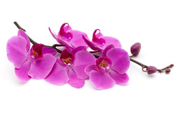 Pink orchid on the white background.