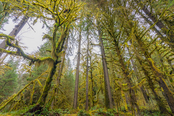 The Olympic Peninsula is home for gorgeous rain forests. Hoh Rain Forest, Olympic National Park, Washington state, USA