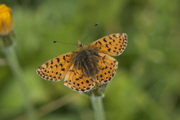 balkan fritillary (boloria graeca), Maritime Alps, France.