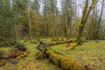 The Olympic Peninsula is home for gorgeous rain forests. Hoh Rain Forest, Olympic National Park, Washington state, USA