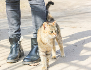 Hungry cat rubs against the legs of a passerby. Street cat at his feet..