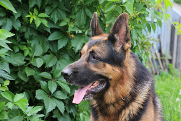 Dog german shepherd in village