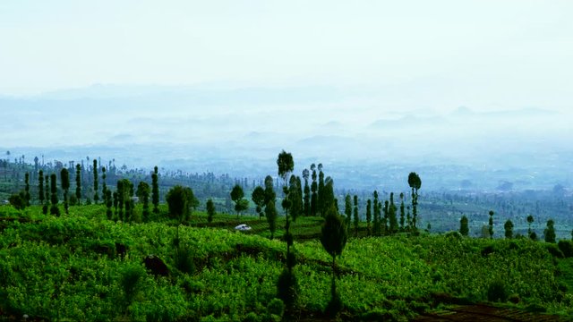 Timelapse of morning mist at tea plantation in the Subang highland, West java - Indonesia