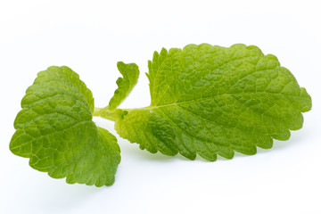 Fresh mint leaves isolated on white background. © gitusik