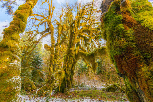 Fototapeta The beautiful view of Hoh Rain Forest in winter. Hoh Rain Forest, Olympic National Park, Washington state, USA