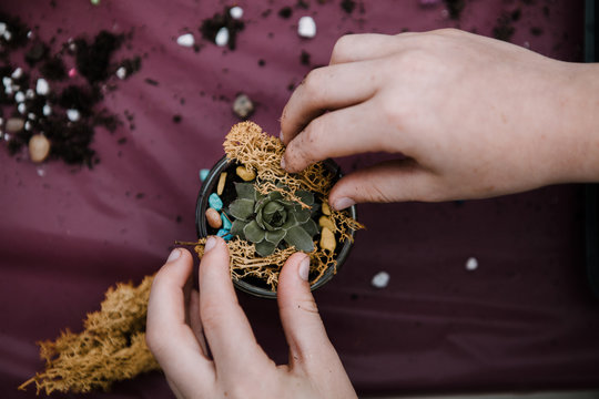 Planting a Succulent