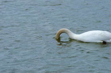 Obraz premium Swans Swimming in Lake