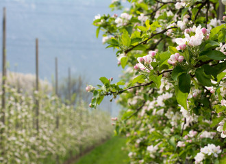 Apple blossoms in spring