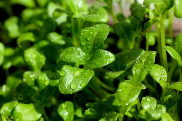 Green fresh leaf