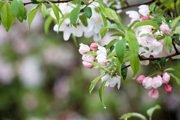 Pink and White Flower Blossoms in the Rain