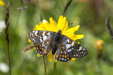 A male cynthia's fritillary (euphydryas cynthia), Maritime Alps, France.