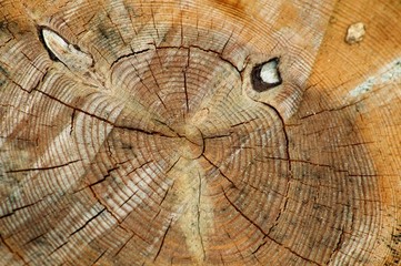 Fototapeta premium Closeup Tree Stump Textured Background