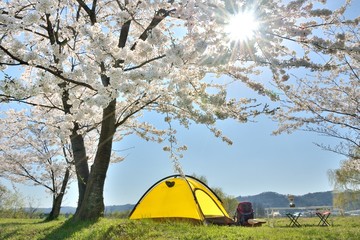 桜・春・キャンプの風景