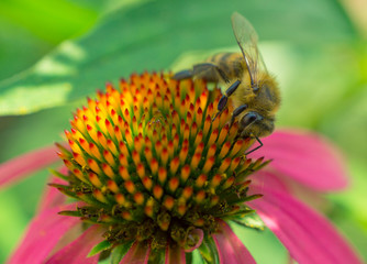bee on coneflower