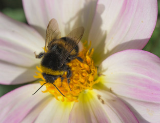 honeybee collects pollen on pink flower