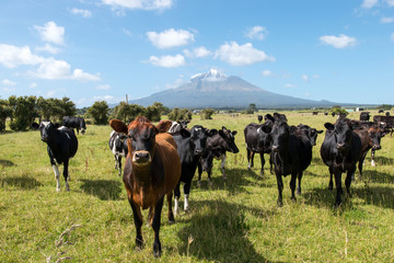 New Zealand Mount Taranaki, Curious looking cow's with a volcano in the background