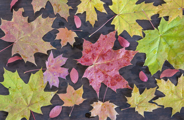 autumn concept/multicolored maple leaves on wooden background