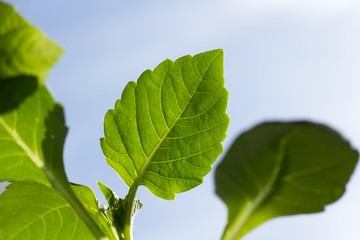 Fototapeta na wymiar Green fresh leaf
