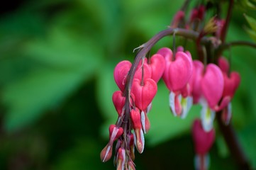 Bleeding Heart Flower