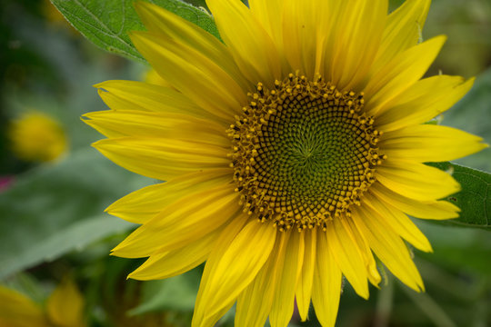 beautiful sunflower at the field