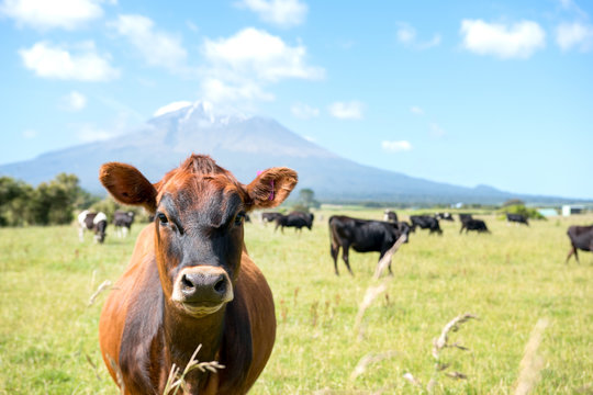 New Zealand Mount Taranaki, Curious looking cow with a volcano in the background