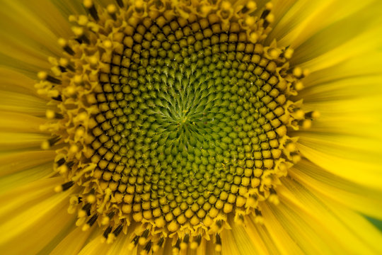 macro shot of a beautiful sunflower