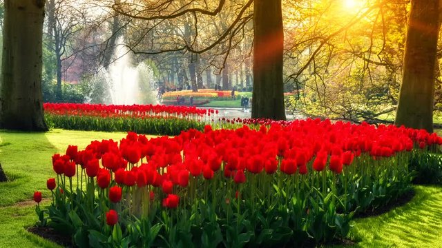 Flower landscape with beautiful red tulips in spring park