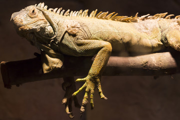 Chameleon